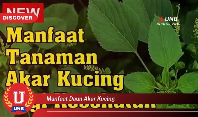 Ketahui 10 Manfaat Daun Akar Kucing untuk Kesehatan Anda