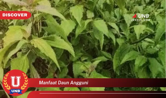 manfaat daun angguni