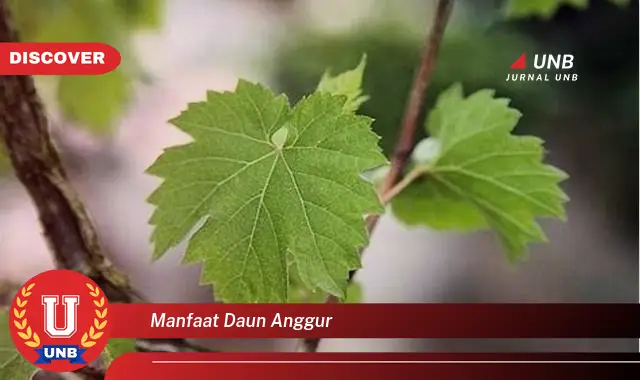 Ketahui 9 Manfaat Daun Anggur untuk Kesehatan, Kecantikan, dan Masakan