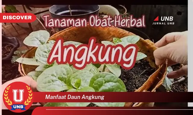 Ketahui 10 Manfaat Daun Angkung untuk Kesehatan Tubuh Anda