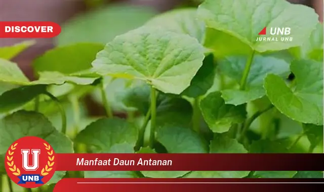 manfaat daun antanan