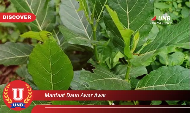 manfaat daun awar awar