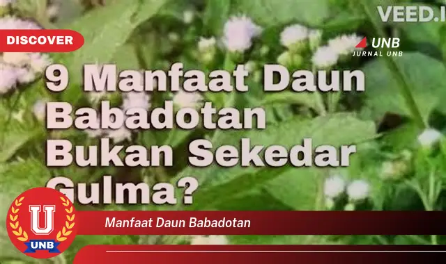 Ketahui 10 Manfaat Daun Babadotan untuk Kesehatan Tubuh Anda