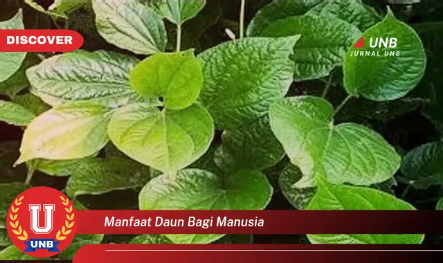 Ketahui 9 Manfaat Daun Bagi Manusia, Dari Kesehatan Hingga Kehidupan Sehari,hari