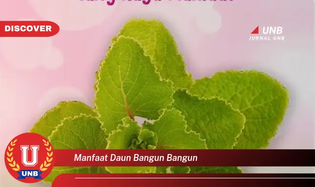 manfaat daun bangun bangun