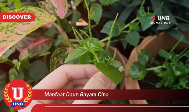 manfaat daun bayam cina