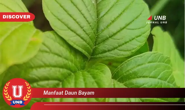 Ketahui 9 Manfaat Daun Bayam untuk Kesehatan Tubuh Anda