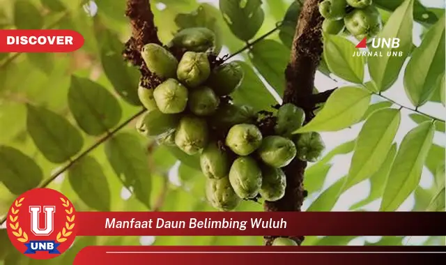 Ketahui 9 Manfaat Daun Belimbing Wuluh untuk Kesehatan dan Kecantikan