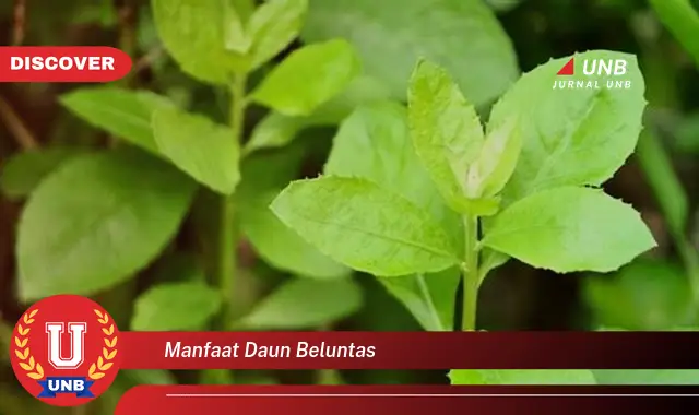 manfaat daun beluntas