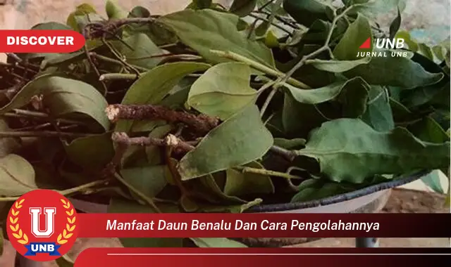 manfaat daun benalu dan cara pengolahannya