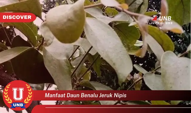 manfaat daun benalu jeruk nipis