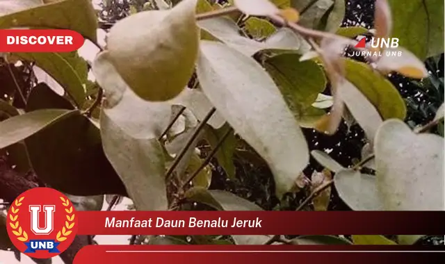 Ketahui 9 Manfaat Daun Benalu Jeruk untuk Kesehatan Tubuh Anda