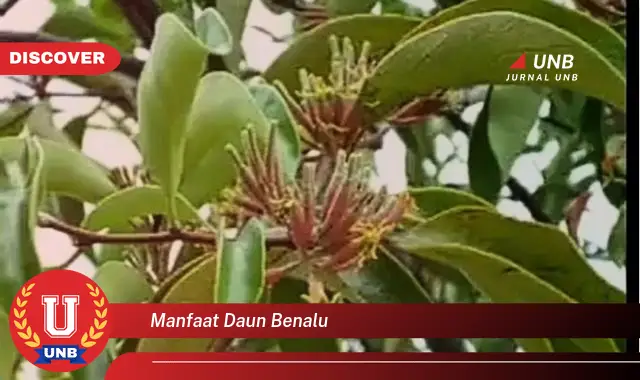 manfaat daun benalu