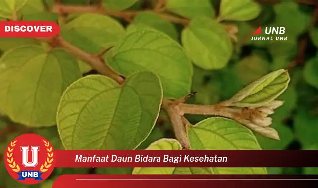 Ketahui 10 Manfaat Daun Bidara Bagi Kesehatan, Solusi Alami untuk Berbagai Masalah