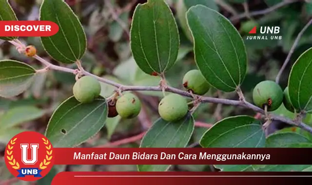 Ketahui 9 Manfaat Daun Bidara untuk Kesehatan dan Kecantikan Beserta Cara Menggunakannya