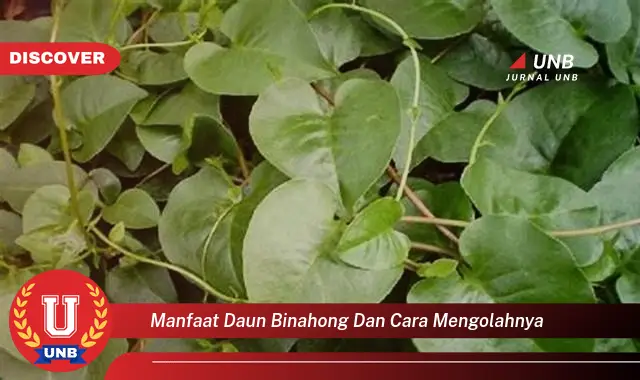 manfaat daun binahong dan cara mengolahnya