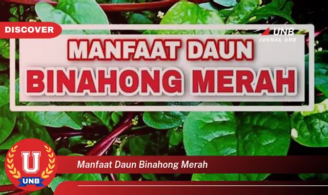 Ketahui 9 Manfaat Daun Binahong Merah untuk Kesehatan dan Kecantikan