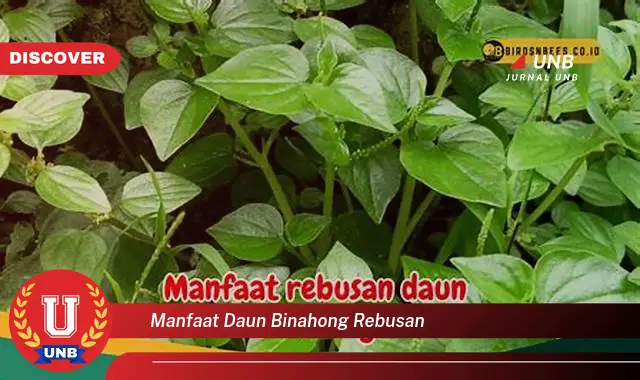 Ketahui 9 Manfaat Daun Binahong Rebusan untuk Kesehatan Anda