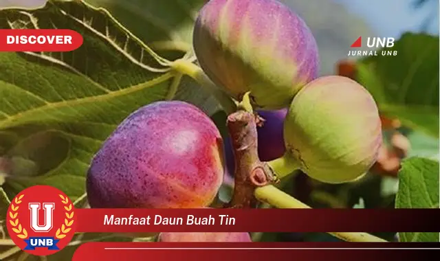 Ketahui 10 Manfaat Daun Buah Tin untuk Kesehatan Anda