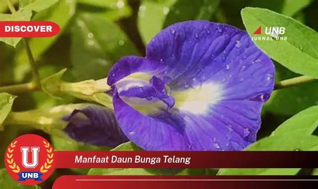 Ketahui 10 Manfaat Daun Bunga Telang untuk Kesehatan Anda