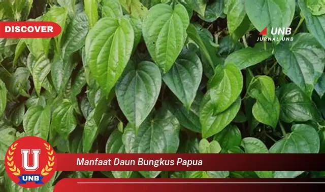 Ketahui 9 Manfaat Daun Bungkus Papua untuk Kesehatan dan Cara Penggunaannya