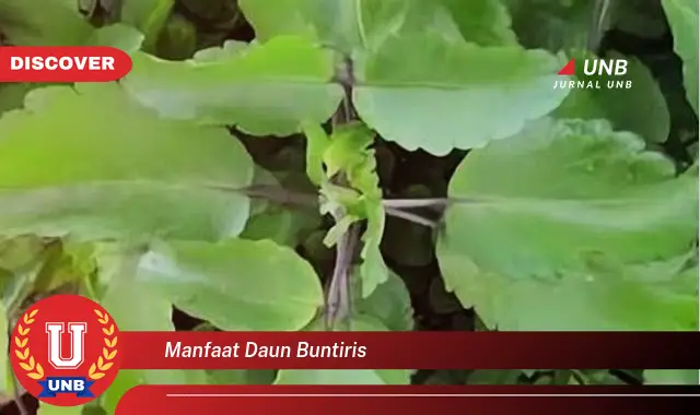 manfaat daun buntiris