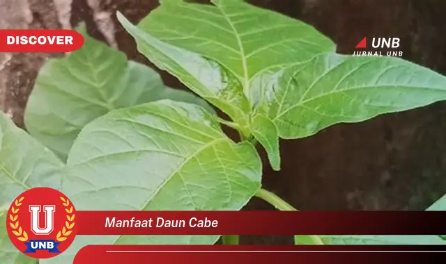 manfaat daun cabe