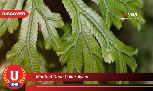 manfaat daun cakar ayam