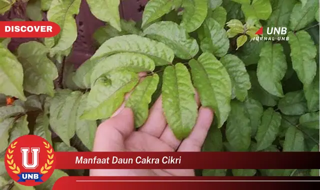 manfaat daun cakra cikri