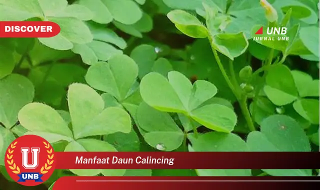 manfaat daun calincing