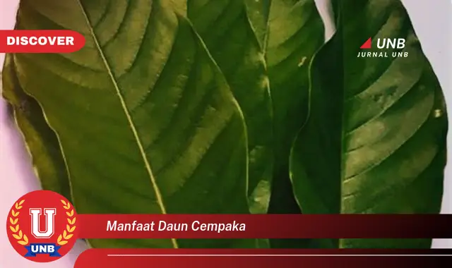 manfaat daun cempaka