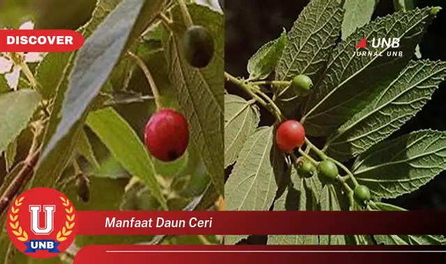 manfaat daun ceri