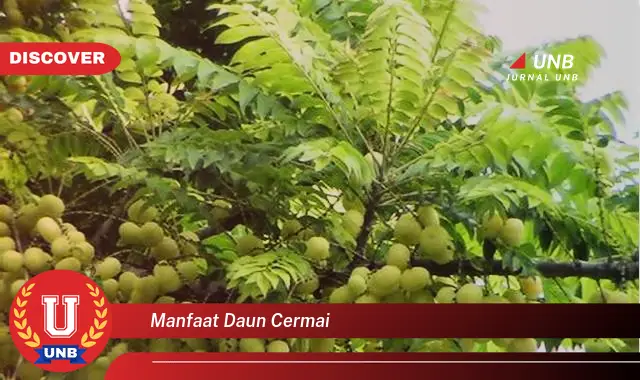 manfaat daun cermai