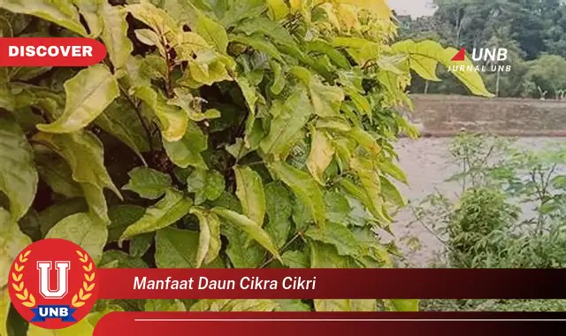 manfaat daun cikra cikri