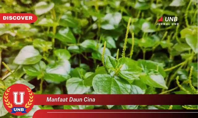 manfaat daun cina