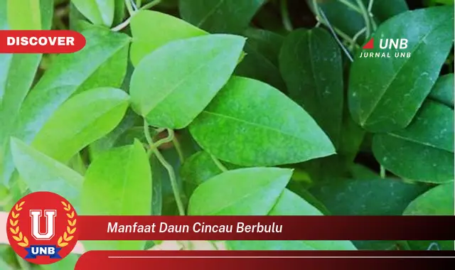 manfaat daun cincau berbulu