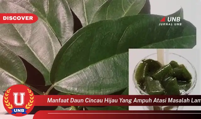 Ketahui 10 Manfaat Daun Cincau Hijau yang Ampuh Atasi Masalah Lambung dan Rasakan Lega Perut Anda