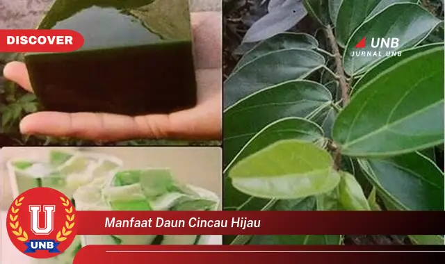 Ketahui 10 Manfaat Daun Cincau Hijau untuk Kesehatan Tubuh Anda