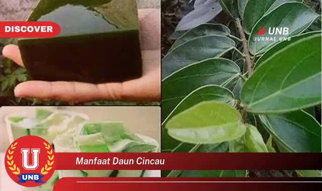 Ketahui 8 Manfaat Daun Cincau untuk Kesehatan, Kecantikan, dan Cara Mengolahnya