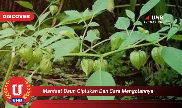 Ketahui 9 Manfaat Daun Ciplukan untuk Kesehatan dan Cara Mengolahnya dengan Mudah