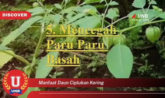 Ketahui 9 Manfaat Daun Ciplukan Kering untuk Kesehatan Anda