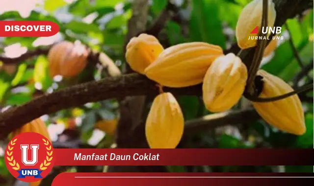 Ketahui 10 Manfaat Daun Coklat untuk Kesehatan Tubuh Anda