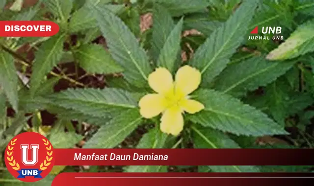 manfaat daun damiana