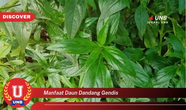 manfaat daun dandang gendis