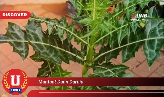 manfaat daun daruju