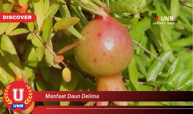 manfaat daun delima