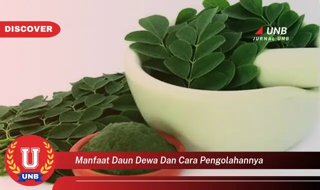 manfaat daun dewa dan cara pengolahannya