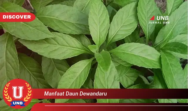 manfaat daun dewandaru