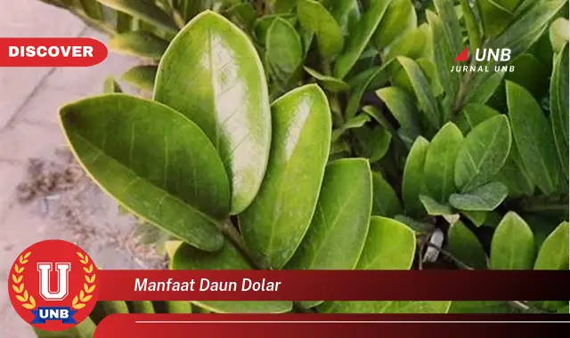 manfaat daun dolar