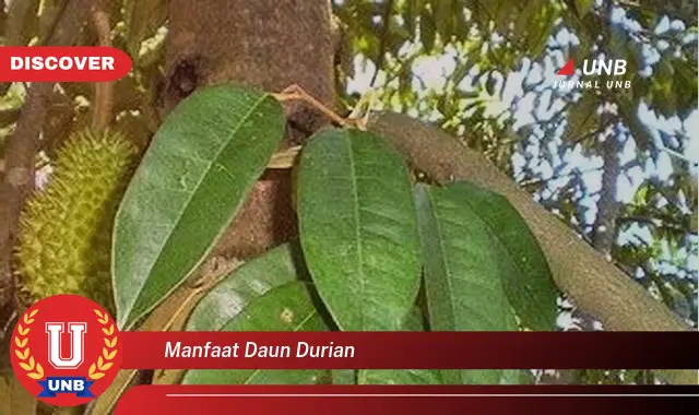 Ketahui 9 Manfaat Daun Durian untuk Kesehatan dan Kecantikan